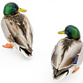 Mallard Ducks on Snow 2